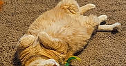 Georgia joined the competition — help win amazing prizes! cat, orange_cat, carpet, feather_toy, pet, indoor, furniture, cabinet, cozy, relaxed, playful, fur, animal, domestic, home, toy, cat_bed, towel, lying_down, whiskers