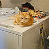 Georgia joined the competition — help win amazing prizes! cat, ginger_cat, washing_machine, laundry_room, folded_clothes, shelf, indoor, pet, appliance, relaxed, orange_cat, domestic, home, fur, feline, stack, resting, quiet, cleaning, household