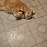 Georgia is registered to the contest to win money with this photo: cat, orange_cat, tabby, pet, floor, tile_floor, indoor, collar, animal, cute, lying_down, looking_at_camera, whiskers, fur, domestic_cat, resting, eyes, ears, curious, portrait