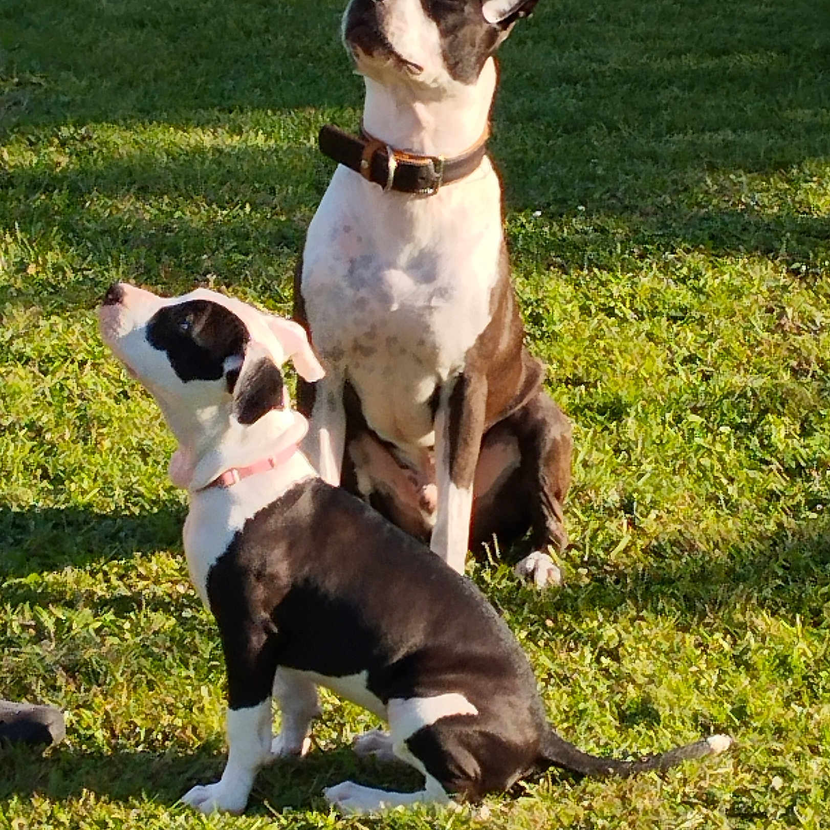 Max Et Tika