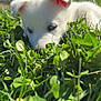 Milo joined the competition — help win amazing prizes! puppy, dog, white_fur, blue_eyes, grass, clover, outdoor, sunlight, daytime, nature, close_up, animal, pet, cute, young_dog, greenery, background_blur, ears, nose, snout