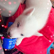Milo is registered to the contest to win money with this photo: puppy, dog, white_fur, blue_eyes, pepsi_bottle, red_cloth, car_interior, seatbelt, heart_bokeh, cute, pet, animal, playful, sniffing, nibbling, cozy, soft_fur, toy_bone, pink, black