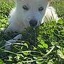 Milo joined the competition — help win amazing prizes! puppy, dog, white_fur, grass, clover, outdoor, sunlight, nature, animal, pet, cute, young_dog, close_up, blue_eyes, greenery, daylight, playing, lying_down, ears, nose