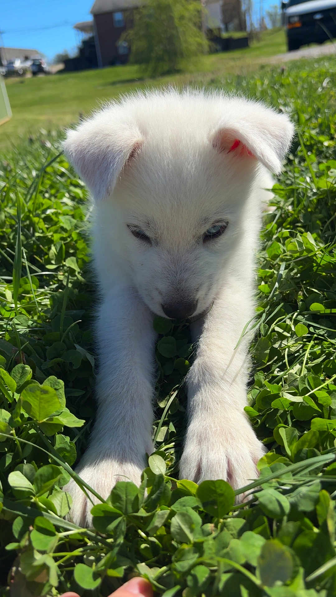 Milo joined the competition — help win amazing prizes! puppy, dog, white_fur, grass, clover, outdoor, sunlight, nature, pet, animal, cute, young, curious, closeup, greenery, summer, daylight, ears, paws, snout