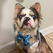 Moonpie is registered to the contest to win money with this photo: adorable, animal, blue_eyes, bow_tie, companion, cute, dog, domestic_animal, ears, expression, face, fur, indoor, leash, pet, portrait, sitting, small_dog, tile_floor, white_wall