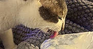 Shmee joined the competition — help win amazing prizes! blanket, cat, close_up, comfort, cozy, cream, curious, domestic_animal, feline, fur, indoor, knitted, licking, pet, resting, side_view, snack, texture, warm_lighting, whiskers