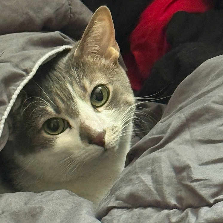 Shmee joined the competition — help win amazing prizes! animal, blanket, cat, closeup, comfort, cozy, curious, cute, domestic, eyes, face, feline, fur, gray, indoor, pet, resting, soft, warm, whiskers