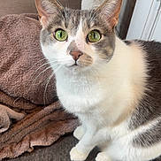 Shmee joined the competition — help win amazing prizes! animal, cat, close_up, curious, cute, domestic_cat, ears, feline, fur_pattern, gray_fur, green_eyes, indoor, looking_at_camera, pet, sitting, tail, tiled_floor, towel, whiskers, white_fur
