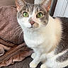animal, cat, close_up, curious, cute, domestic_cat, ears, feline, fur_pattern, gray_fur, green_eyes, indoor, looking_at_camera, pet, sitting, tail, tiled_floor, towel, whiskers, white_fur