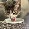 Shmee joined the competition — help win amazing prizes! animal, carpet, cat, close_up, cozy, cute, domestic, ear, feline, focused, fur, indoor, licking, pet, soft_light, texture, tongue, warm, whiskers, white_dish