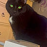 animal, black_cat, black_fur, cat, close_up, cotton_swabs, curious, domestic_animal, dresser, fur, furniture, green_eyes, household, indoor, looking, pet, sitting, tissue_box, whiskers, white_patch