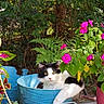 cat, black_and_white, bucket, flower, pink_flower, greenery, garden, plant, leaf, outdoor, sunlight, relaxed, animal, pet, nature, container, lantern, curious, feline, cozy