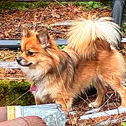 Astrid is registered to the contest to win money with this photo: dog, small_dog, pomeranian, fluffy_tail, long_fur, brown_fur, collar_tag, standing, profile_view, outdoors, leaves, moss, wooden_plank, metal_pipe, grass, dirt, snout, ears, paws, pet