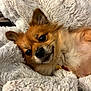 dog, pomeranian, small_dog, pet, blanket, cozy, fur, close_up, portrait, nose, ears, whiskers, bed, indoor, sleepy, cute, companion, soft_texture, brown_fur, relaxed