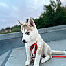puppy, dog, husky, blue_eyes, red_harness, leash, sitting, outdoor, concrete, sky, cloudy, greenery, young, pet, animal, cute, fur, ears, tail, leash_attachment