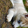puppy, dog, husky, blue_eyes, lying_down, grass, dirt, outdoor, young_animal, pet, fur, cute, nature, animal, curious, mammal, small, playful, resting, closeup