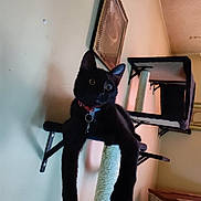 Moxley joined the competition — help win amazing prizes! animal, black_cat, cat, cat_tree, collar, cozy, curious, cute, domestic_cat, feline, furniture, household, indoor, long_paws, pet, picture_frame, portrait, relaxed, resting, wall