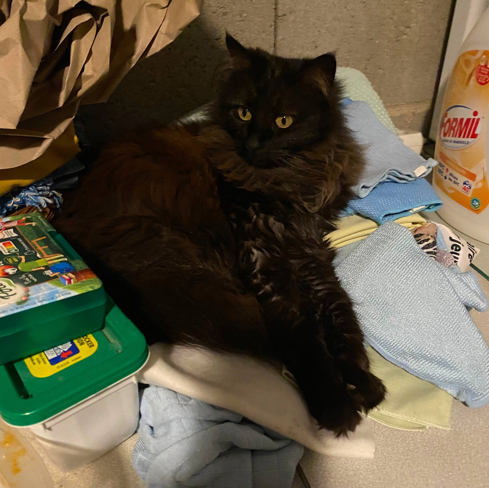 Katoo participe au concours pour gagner de l'argent avec cette photo : bag, baggage, black_cat, box, carnivore, cat, claw, comfort, domestic_short_haired_cat, felidae, fur, grey, luggage_and_bags, packaging_and_labeling, personal_protective_equipment, sitting, small_to_medium_sized_cats, tail, whiskers