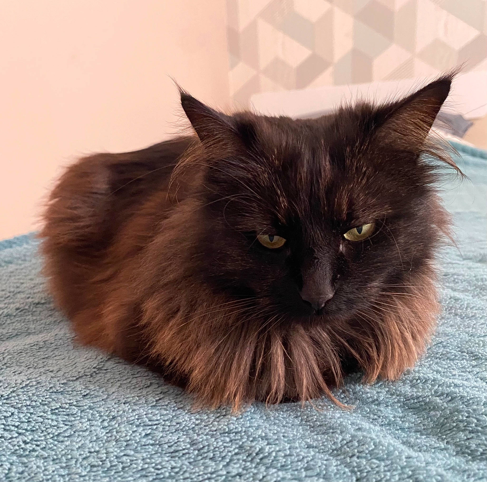 Katoo a rejoint le concours — aidez-le/la à gagner de superbes lots ! black_cat, bombay, carnivore, cat, claw, comfort, domestic_short_haired_cat, fawn, felidae, fur, grey, liver, small_to_medium_sized_cats, snout, tail, terrestrial_animal, whiskers