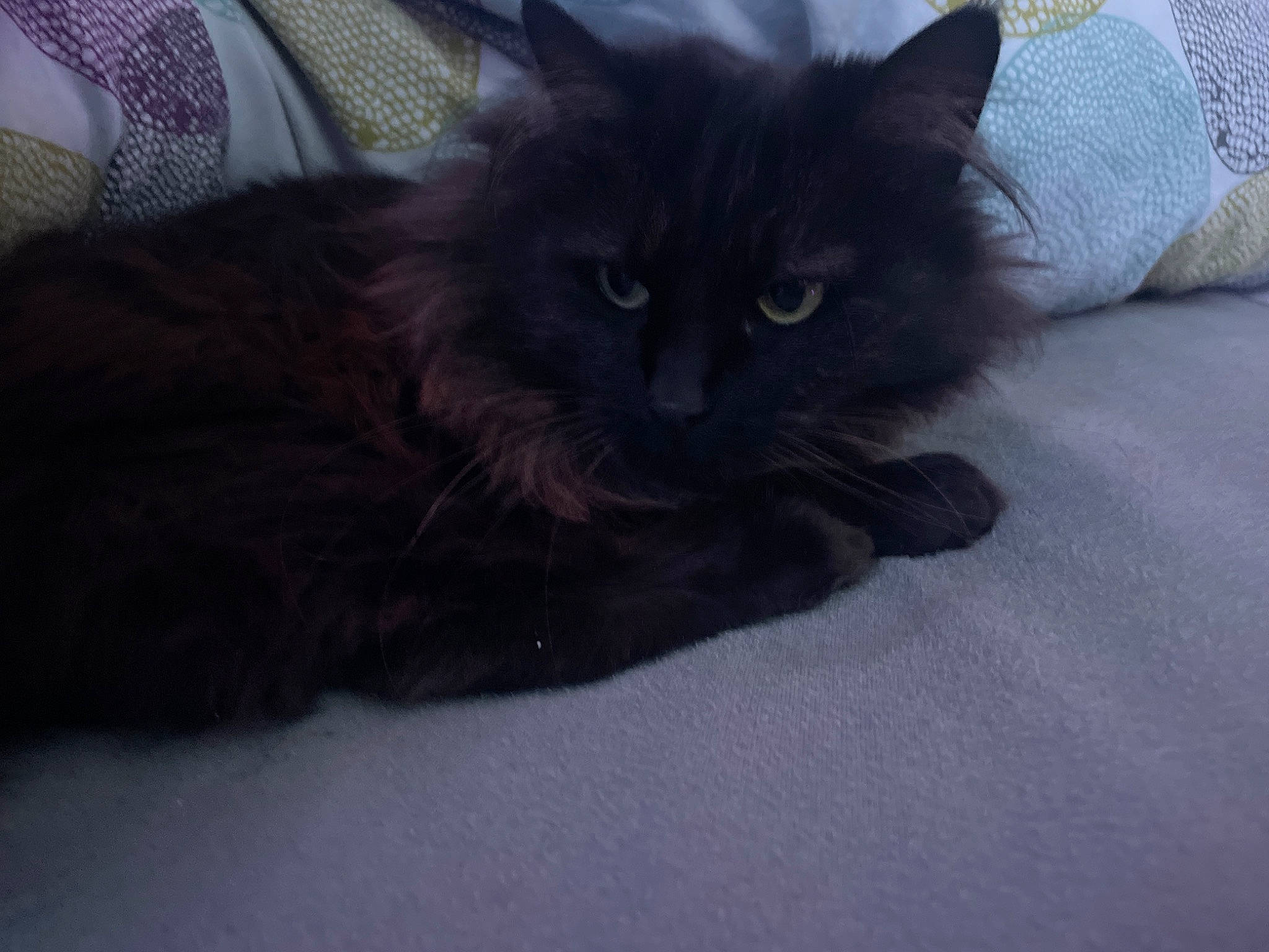 Katoo a rejoint le concours — aidez-le/la à gagner de superbes lots ! black_cat, bombay, carnivore, cat, cat_supply, claw, comfort, domestic_short_haired_cat, felidae, fur, grey, paw, pillow, small_to_medium_sized_cats, snout, tail, terrestrial_animal, whiskers