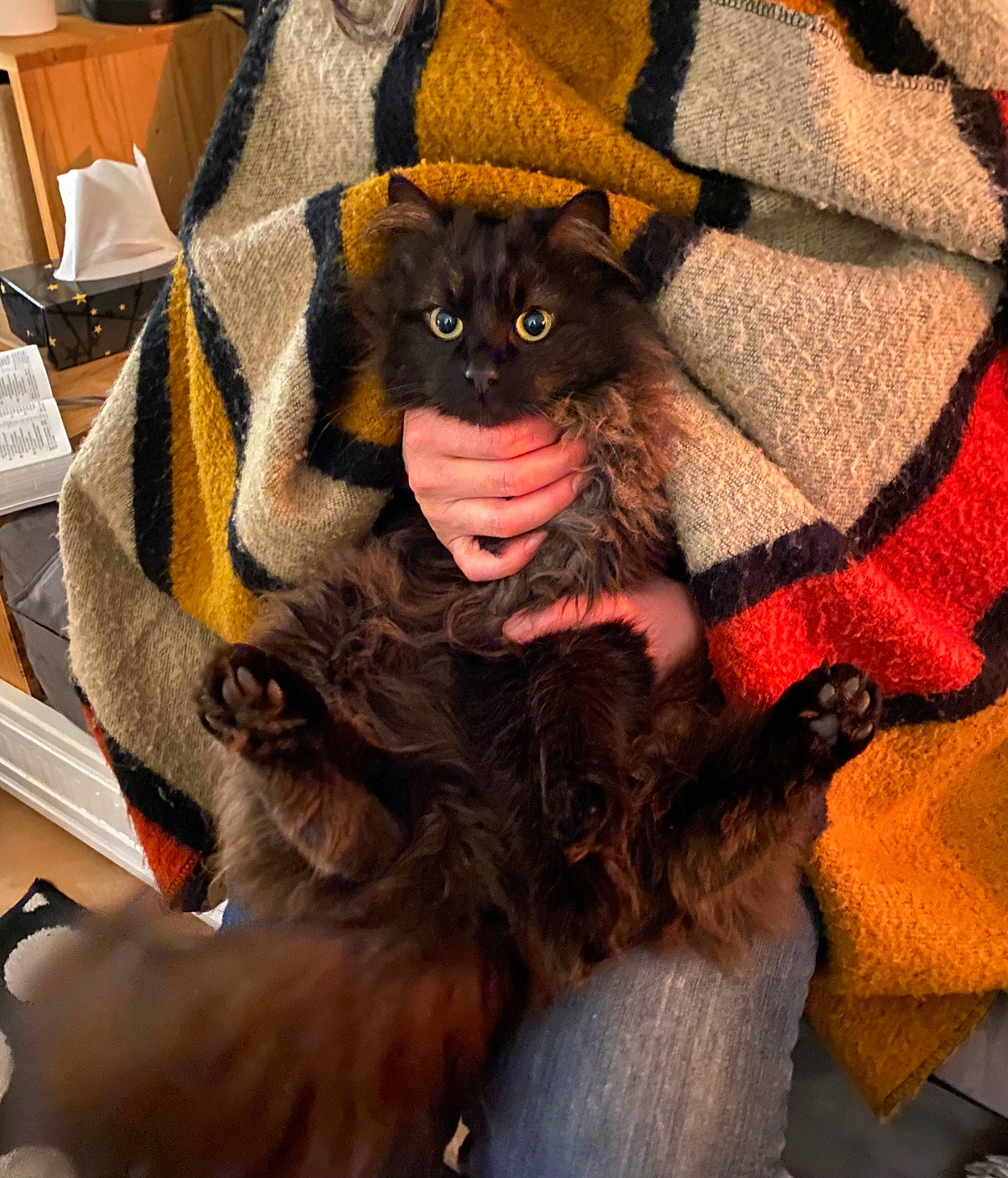 Katoo a rejoint le concours — aidez-le/la à gagner de superbes lots ! black_cat, carnivore, cat, claw, comfort, costume, costume_hat, domestic_short_haired_cat, fashion_accessory, felidae, fictional_character, fur, hat, lap, personal_protective_equipment, sleeve, small_to_medium_sized_cats, snout, sunglasses, whiskers