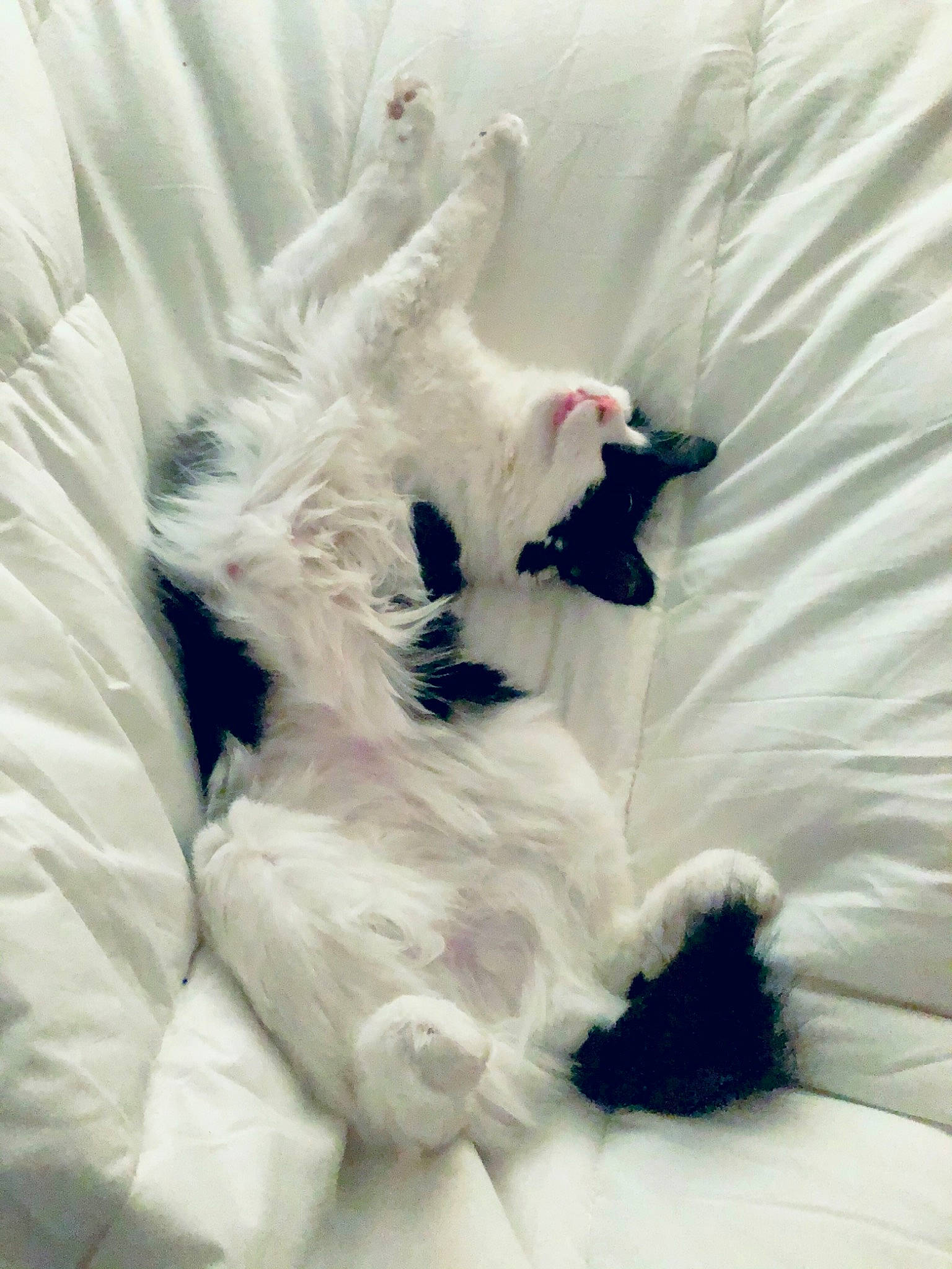 Yummy a rejoint le concours — aidez-le/la à gagner de superbes lots ! bed, bed_sheet, bedding, canidae, carnivore, comfort, companion_dog, dog, dog_breed, felidae, fur, gesture, linens, nap, paw, sleeve, small_to_medium_sized_cats, tail, toy, whiskers