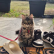 Bento a rejoint le concours — aidez-le/la à gagner de superbes lots ! animal, cat, fluffy, fur, garden, grass, kitten, leash, outdoor, patio, pet, portrait, potted_plants, rug, sandals, shoes, sitting, sneakers, sunlight, tabby