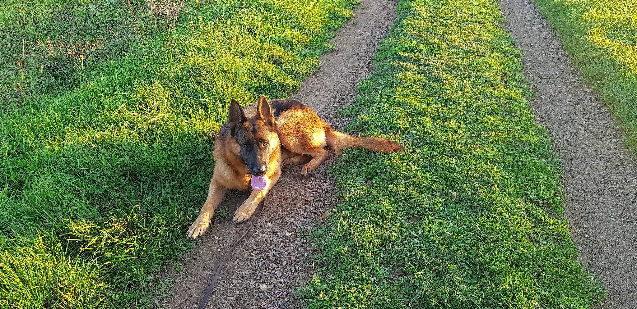 Sayko a rejoint le concours — aidez-le/la à gagner de superbes lots ! asphalt, canidae, carnivore, dog_breed, fawn, grass, grass_family, grassland, groundcover, lawn, old_german_shepherd_dog, people_in_nature, plant, road_surface, shadow, snout, sporting_group, squirrel, tail, terrestrial_animal