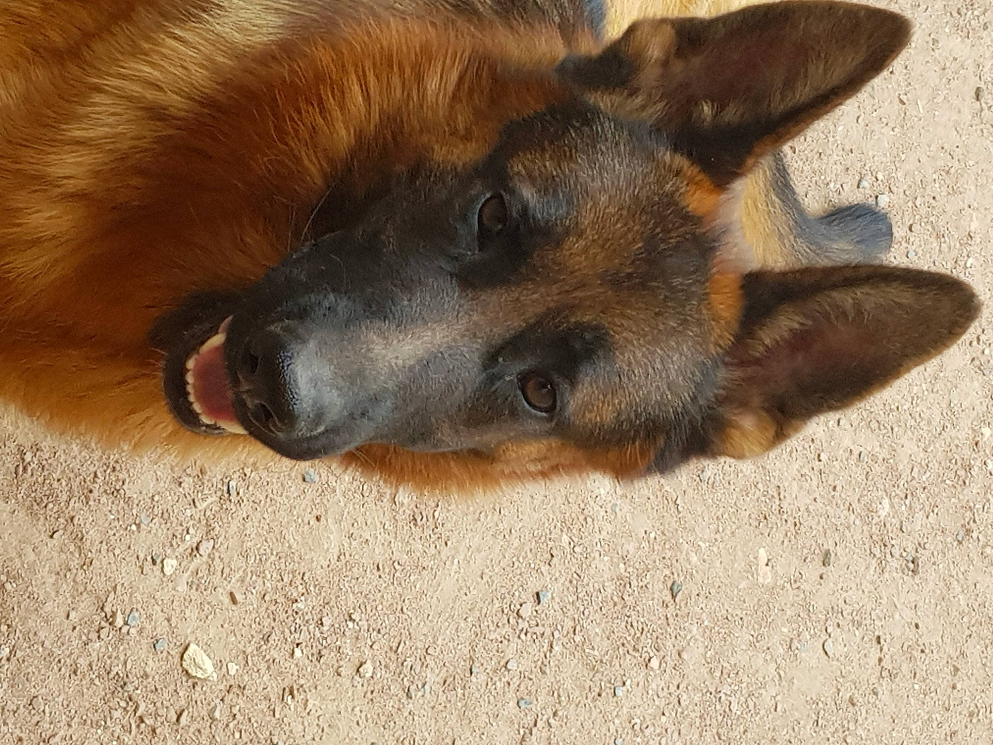 Sayko a rejoint le concours — aidez-le/la à gagner de superbes lots ! belgian_shepherd_malinois, canidae, carnivore, companion_dog, dog, dog_breed, east_european_shepherd, fur, german_shepherd_dog, herding_dog, king_shepherd, old_german_shepherd_dog, paw, sporting_group, terrestrial_animal, whiskers, working_dog