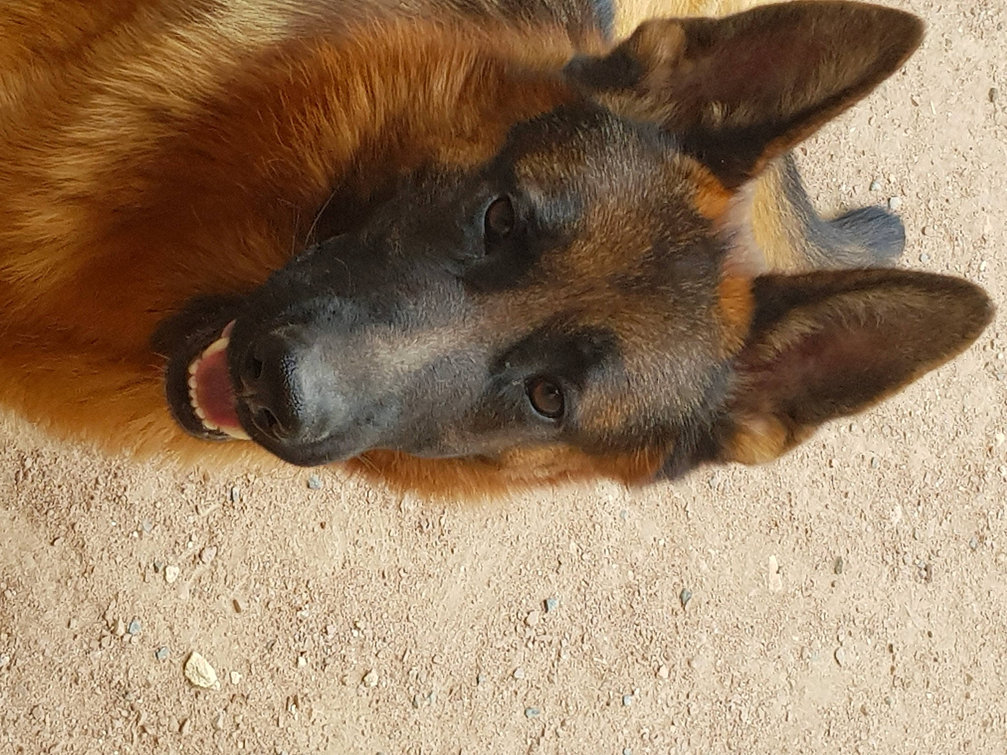 Sayko a rejoint le concours — aidez-le/la à gagner de superbes lots ! belgian_shepherd_malinois, canidae, carnivore, companion_dog, dog, dog_breed, east_european_shepherd, fur, german_shepherd_dog, herding_dog, king_shepherd, old_german_shepherd_dog, paw, sporting_group, street_dog, terrestrial_animal, whiskers, working_dog