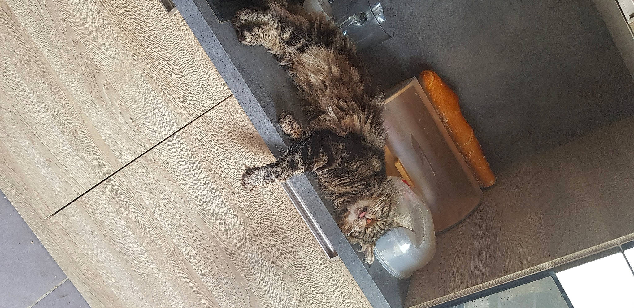 Orion a rejoint le concours — aidez-le/la à gagner de superbes lots ! canidae, carnivore, cat, claw, domestic_short_haired_cat, felidae, flooring, fur, hardwood, metal, room, small_to_medium_sized_cats, sporting_group, tail, whiskers, wood, wood_flooring, wood_stain