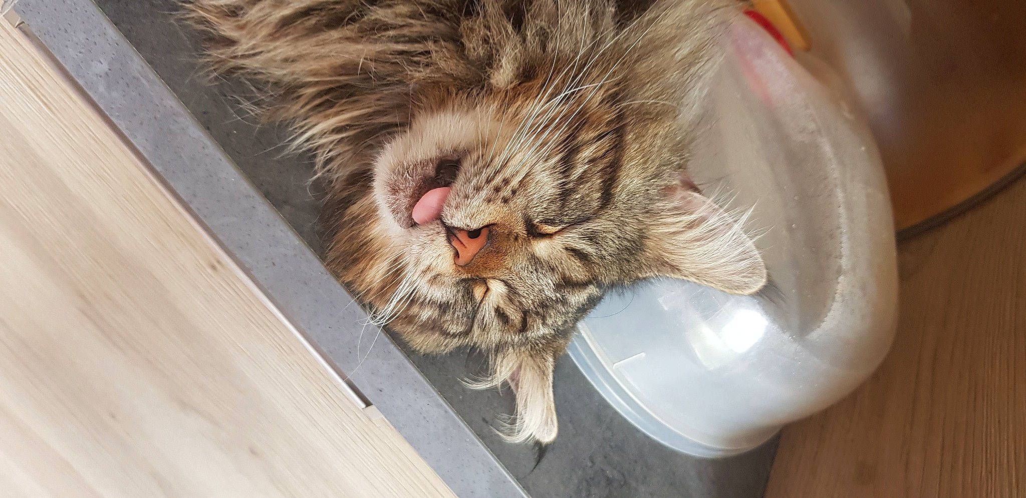 Orion participe au concours pour gagner de l'argent avec cette photo : carnivore, cat, cat_supply, claw, comfort, domestic_short_haired_cat, eye, felidae, fur, nap, paw, pet_supply, sleep, small_to_medium_sized_cats, snout, tail, terrestrial_animal, whiskers, wood