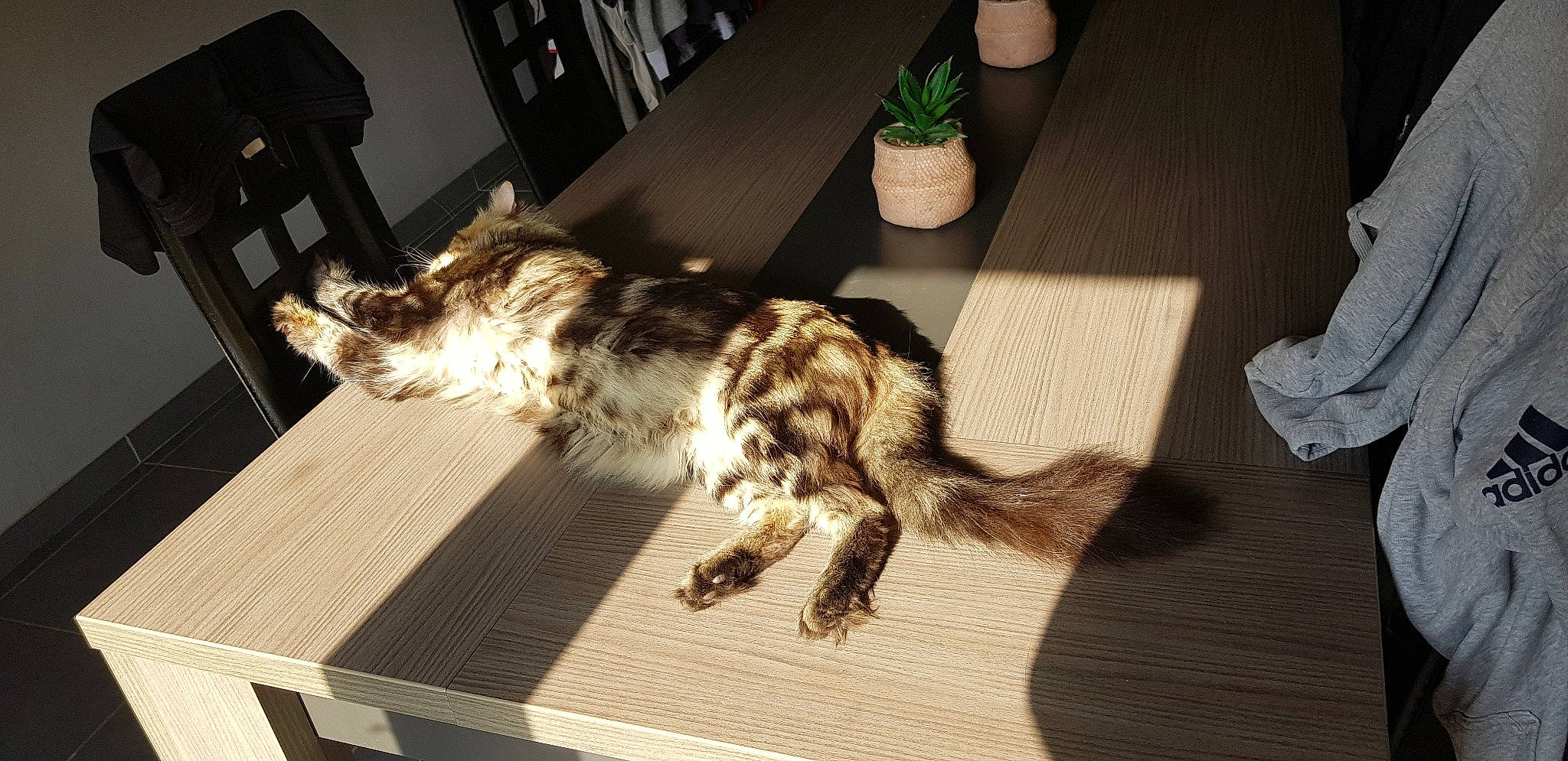 Orion a rejoint le concours — aidez-le/la à gagner de superbes lots ! carnivore, cat, companion_dog, dog_breed, domestic_short_haired_cat, felidae, floor, flooring, flowerpot, fur, hardwood, houseplant, paw, small_to_medium_sized_cats, snout, table, tail, terrestrial_animal, whiskers, wood