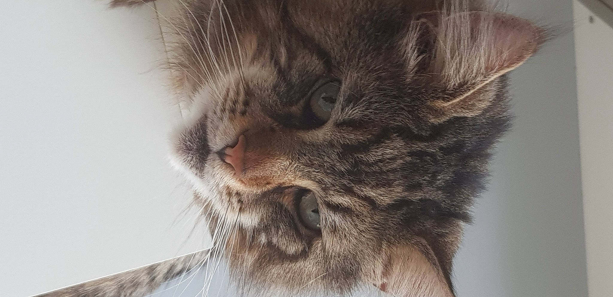 Orion participe au concours pour gagner de l'argent avec cette photo : british_longhair, carnivore, cat, claw, domestic_short_haired_cat, ear, felidae, fur, paw, small_to_medium_sized_cats, snout, terrestrial_animal, whiskers