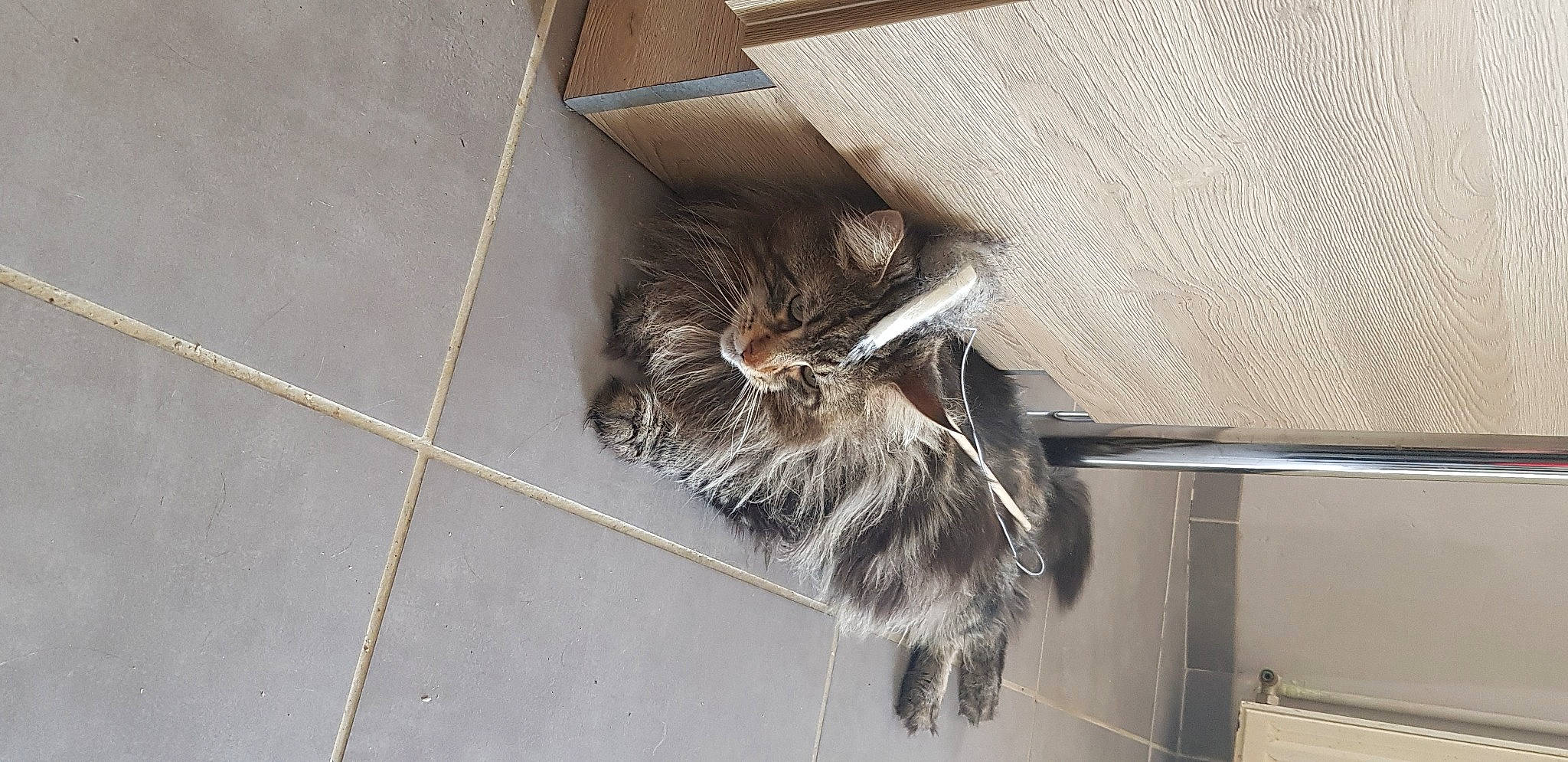 Orion participe au concours pour gagner de l'argent avec cette photo : cardboard, carnivore, cat, claw, comfort, domestic_short_haired_cat, felidae, floor, flooring, fur, grey, hardwood, metal, small_to_medium_sized_cats, tail, tile_flooring, whiskers, wood