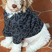 Shiloh is registered to the contest to win money with this photo: brown_fur, collar, cozy, curly_fur, cute, dog, fluffy, indoor, looking_at_camera, name_tag, patterned_sweater, paws, pet, portrait, puppy, sitting, small_dog, sweater, tile_floor, white_fur