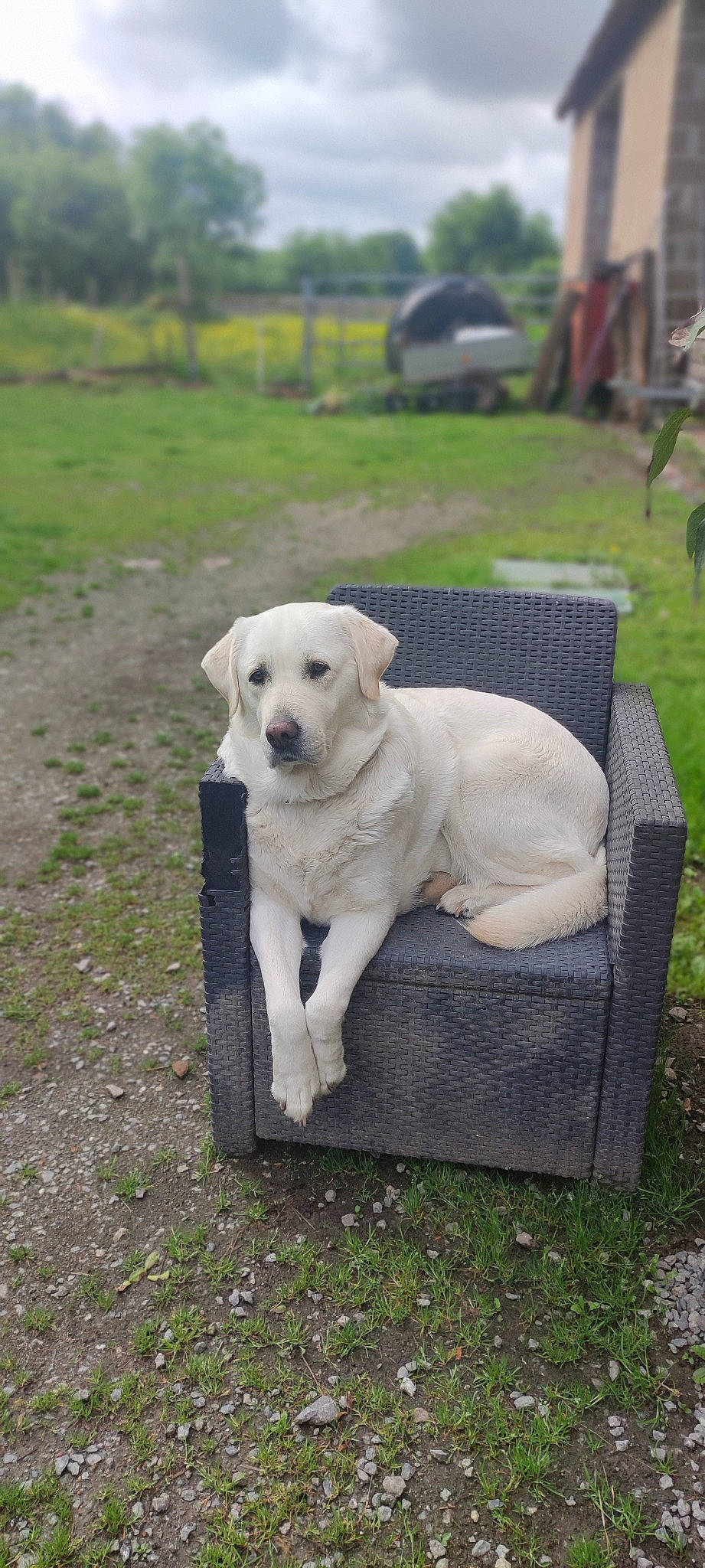 Neige a rejoint le concours — aidez-le/la à gagner de superbes lots ! canidae, carnivore, chair, collar, companion_dog, dog, dog_breed, dog_collar, dog_supply, fawn, grass, non_sporting_group, pet_supply, plant, snout, sporting_group, tail, tree, working_animal