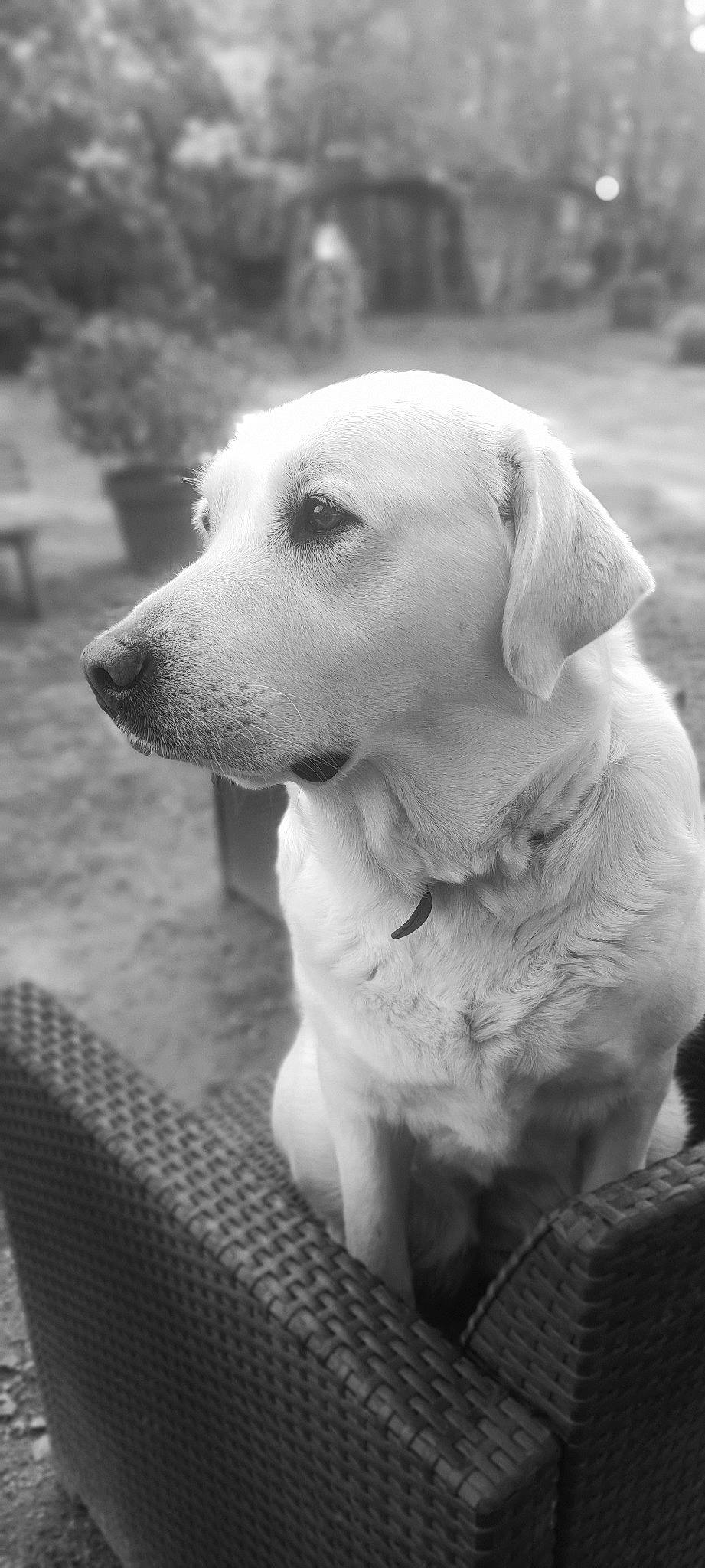 Neige participe au concours pour gagner de l'argent avec cette photo : black, black_and_white, canidae, carnivore, companion_dog, dog, dog_breed, fawn, monochrome, monochrome_photography, photography, snout, sporting_group, style, terrestrial_animal, whiskers, white, working_animal