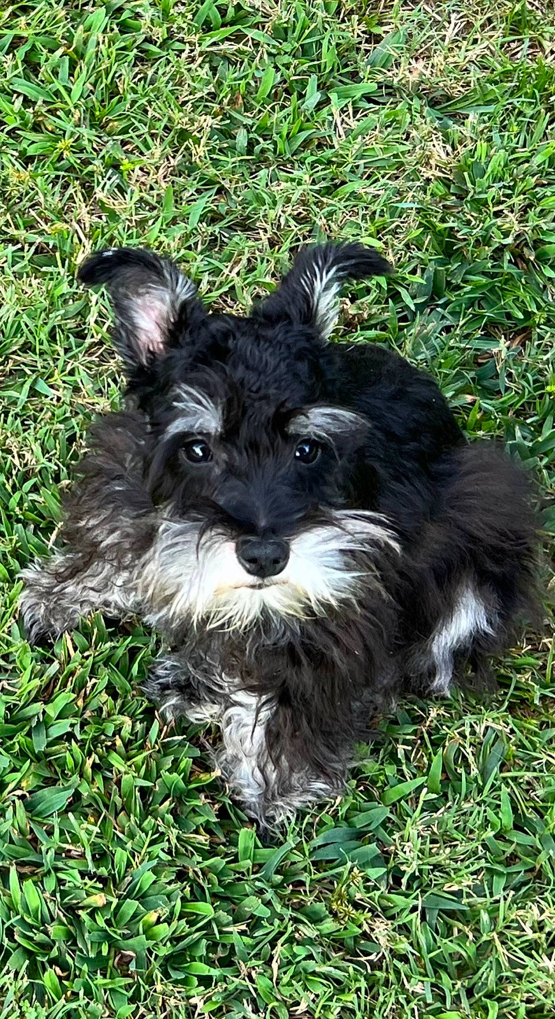 Toby joined the competition — help win amazing prizes! canidae, carnivore, companion_dog, dog, dog_breed, fur, grass, groundcover, non_sporting_group, plant, puppy, small_terrier, snout, sporting_group, tail, terrestrial_animal, terrier, toy_dog, water_dog, working_animal