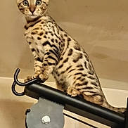 Aiko participe au concours pour gagner de l'argent avec cette photo : cat, spotted_cat, indoor, gym_equipment, black_metal, perched, wide_eyes, curious, animal, pet, feline, young_cat, claws, whiskers, ears, striped, metal_hook, bolt, wall, shadow