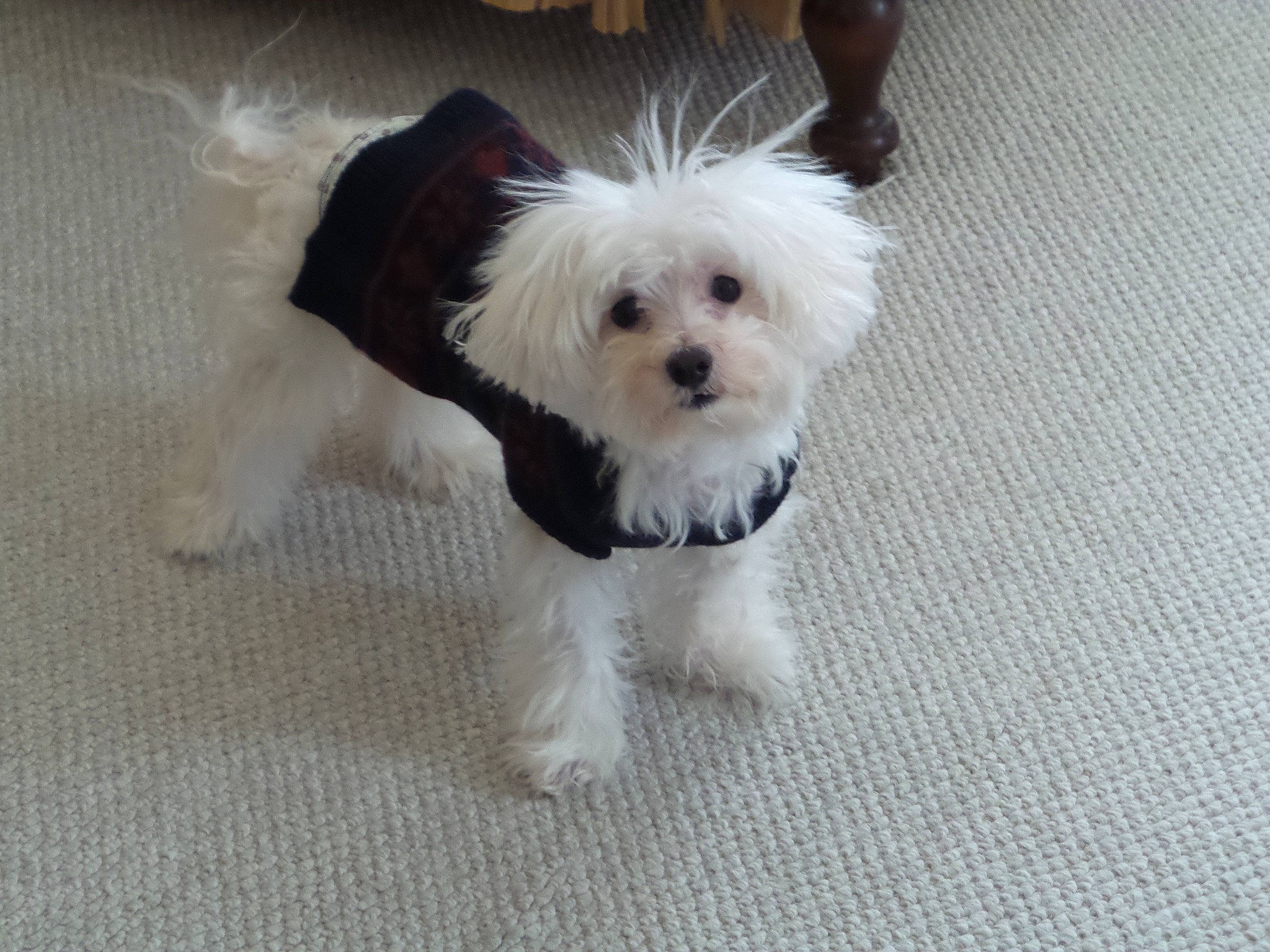 Mikey is registered to the contest to win money with this photo: bichon, bolonka, canidae, carnivore, companion_dog, coton_de_tulear, dog, dog_breed, havanese, kyi_leo, lowchen, maltepoo, maltese, mammal, non_sporting_group, puppy, puppy_love, rare_breed_dog, toy_dog, vertebrate