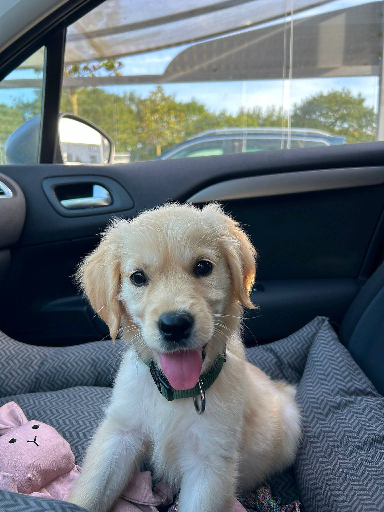 Nina participe au concours pour gagner de l'argent avec cette photo : auto_part, automotive_exterior, automotive_mirror, car, car_seat, car_seat_cover, carnivore, collar, companion_dog, dog, dog_breed, dog_collar, eyewear, family_car, motor_vehicle, personal_luxury_car, rear_view_mirror, sky, vehicle, vehicle_door