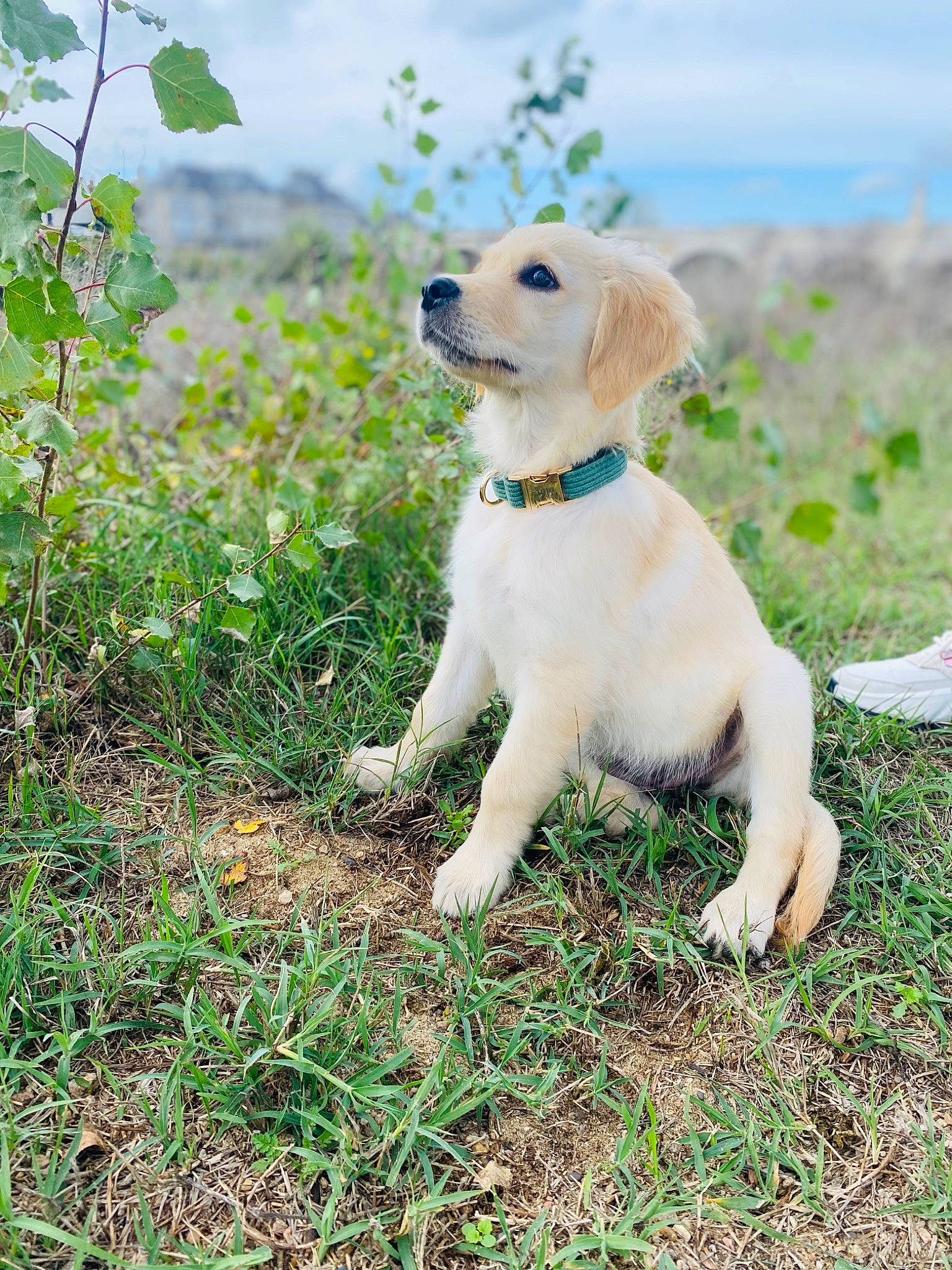 Nina participe au concours pour gagner de l'argent avec cette photo : carnivore, cloud, collar, companion_dog, dog, dog_breed, dog_collar, fawn, flower, grass, grassland, gun_dog, happy, people_in_nature, plant, retriever, sky, sporting_group, tree, working_animal