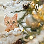 cat, orange_cat, christmas_tree, decorations, lights, ornaments, holiday, festive, curious, animal, pet, indoor, soft_focus, bokeh, greenery, white, gold, closeup, cute, wide_eyes