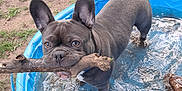 Oscar joined the competition — help win amazing prizes! dog, french_bulldog, water, pool, stick, outdoor, grass, pet, animal, playful, canine, mud, summer, nature, young_dog, paw, ears, snout, tongue, small_pool