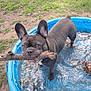dog, french_bulldog, water, pool, stick, outdoor, grass, pet, animal, playful, canine, mud, summer, nature, young_dog, paw, ears, snout, tongue, small_pool