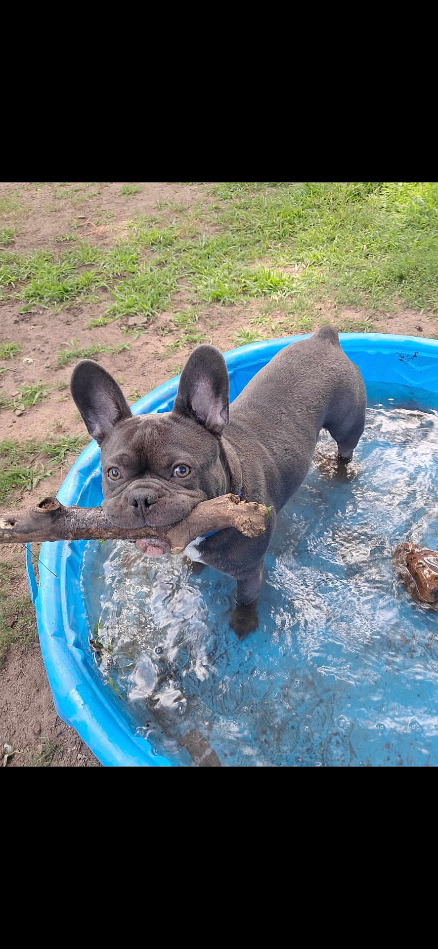 Oscar joined the competition — help win amazing prizes! dog, french_bulldog, water, pool, stick, outdoor, grass, pet, animal, playful, canine, mud, summer, nature, young_dog, paw, ears, snout, tongue, small_pool