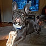 Oscar joined the competition — help win amazing prizes! dog, french_bulldog, pet, indoor, living_room, blanket, television, sunlight, wooden_floor, furniture, collar, cute, relaxed, ears, face, animal, home, portrait, resting, cozy