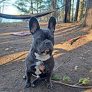 Oscar is registered to the contest to win money with this photo: dog, french_bulldog, outdoor, forest, trees, hammock, leaves, pine_needles, sunlight, pet, animal, sitting, collar, tag, ears, nature, canine, ground, daylight, cute