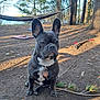 dog, french_bulldog, outdoor, forest, trees, hammock, leaves, pine_needles, sunlight, pet, animal, sitting, collar, tag, ears, nature, canine, ground, daylight, cute